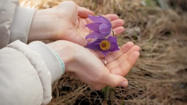 Nemophila. Ormanın içinde mavi çiçekler bahar — Stok video