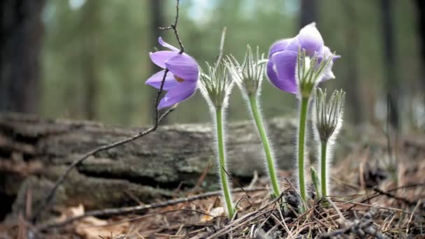 Nemophila. Lente blauwe bloemen in het bos — Stockvideo