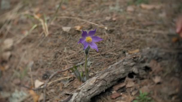 Nemophila. Flores azules de primavera en el bosque — Vídeo de stock
