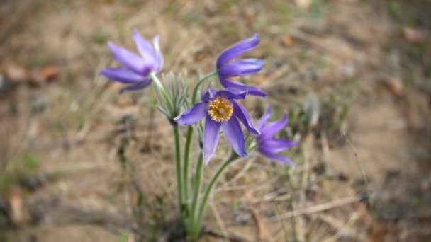 Nemophila. Modré květy v lese na jaře — Stock video