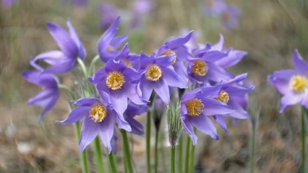 Nemophila. Lente blauwe bloemen in het bos — Stockvideo