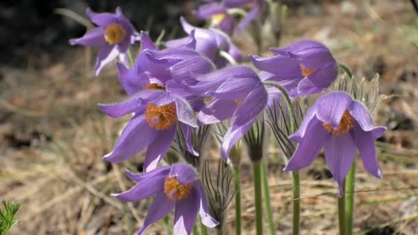 Nemophila. Ormanın içinde mavi çiçekler bahar — Stok video