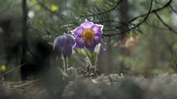 Nemophila. Wiosna kwiaty niebieski w lesie — Wideo stockowe