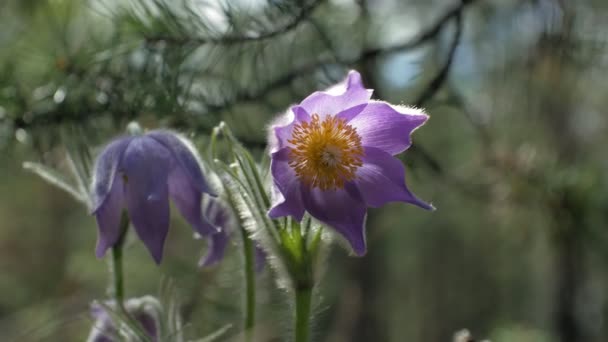 Nemophila. Modré květy v lese na jaře — Stock video