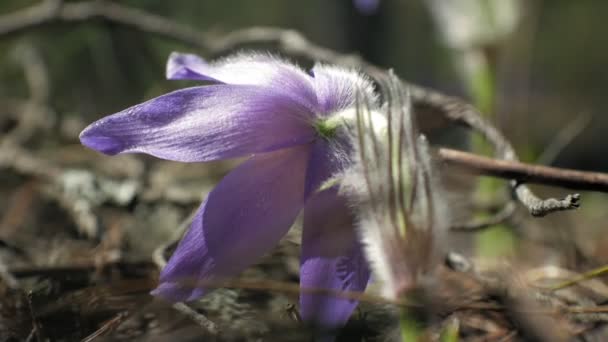 Nemophila. Ormanın içinde mavi çiçekler bahar — Stok video