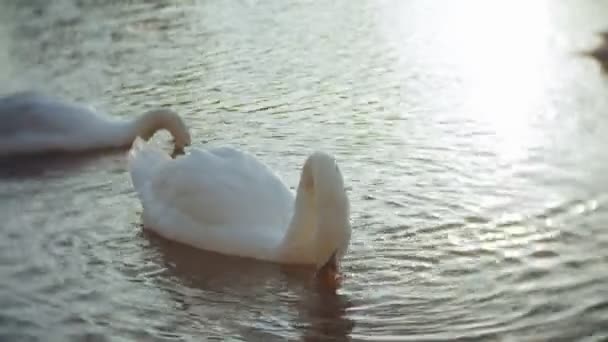 Fehér hattyúk a vízen — Stock videók