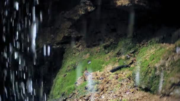 Cascata verde foresta fiume ruscello paesaggio — Video Stock