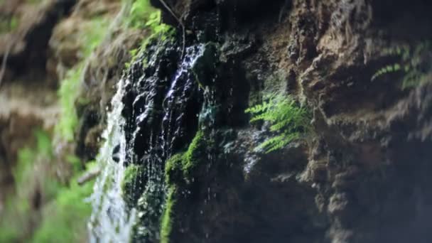 Vattenfall grön skog flod landskap — Stockvideo