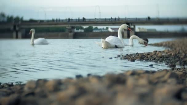 Білі лебеді на воді — стокове відео