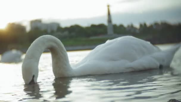 Белые лебеди на воде — стоковое видео