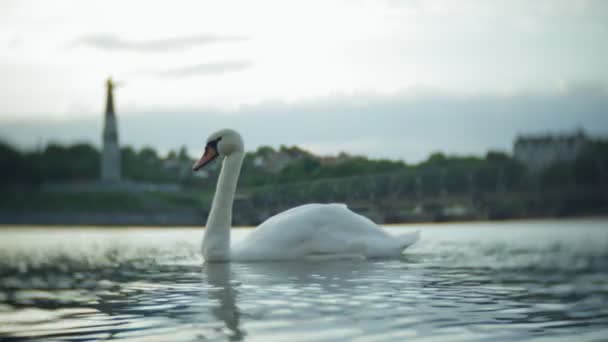 Білі лебеді на воді — стокове відео