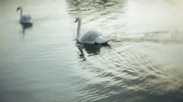 Белые лебеди на воде — стоковое видео