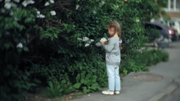 Gyönyörű gyermek felveszi a virágok a tavaszi zöld réten — Stock videók