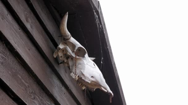 Calavera de vaca colgando en puerta de granero de madera — Vídeos de Stock