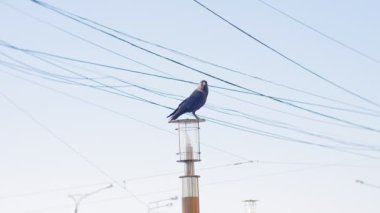 Üzerinde ölü bir dal raven