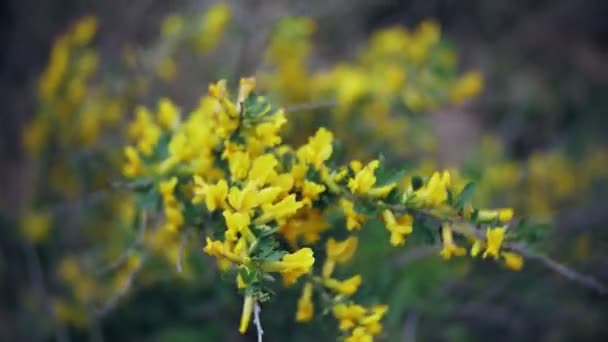 Némophila. Fleurs jaunes printanières dans la forêt — Video