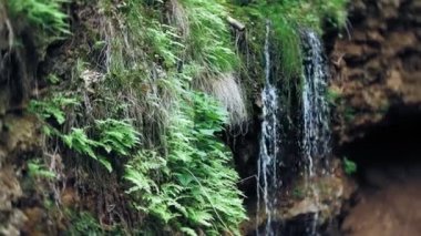 Şelale yeşil orman nehir manzarası