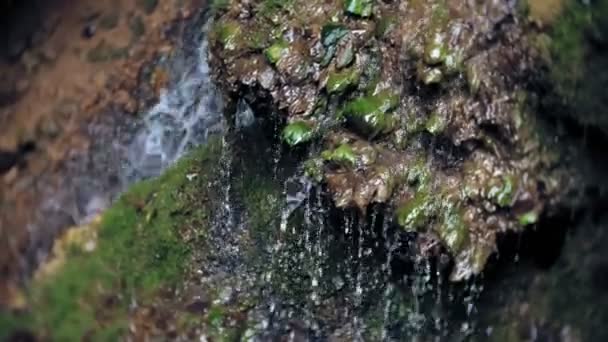 Cascata verde foresta fiume ruscello paesaggio — Video Stock