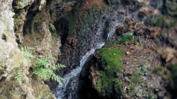 Cascada bosque verde río arroyo paisaje — Vídeos de Stock