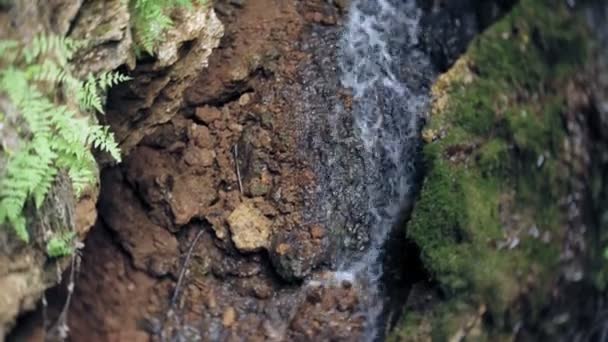 Waterfall green forest river stream landscape — Stock Video