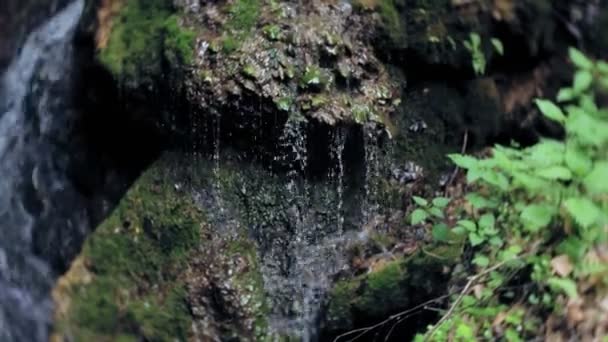 Waterval groen bos rivierbeeklandschap — Stockvideo