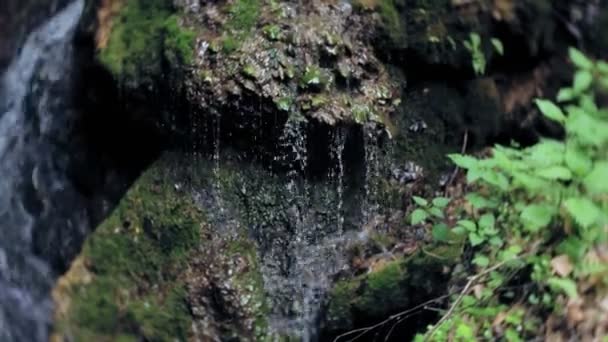 Cascada bosque verde río arroyo paisaje — Vídeo de stock