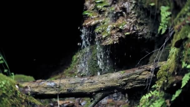 Wasserfall grüne Wald Flusslandschaft — Stockvideo