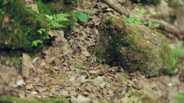 ハイカー アウトドア ハイキングの足の手順 岩の多い地形 の足を歩いてください — ストック動画
