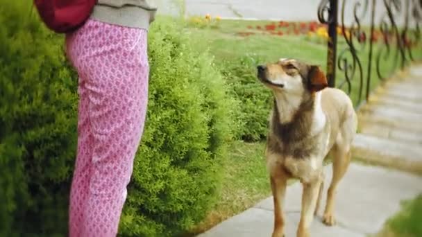 Uma mulher com um laptop relaxa em um gramado de grama em um belo parque verde com seu cão. Uma jovem mulher perene em um arboreto trabalhando atrás de um laptop. Tecnologia ao ar livre — Vídeo de Stock