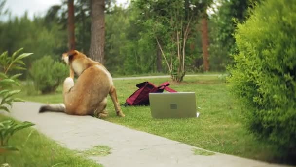 Une femme avec un ordinateur portable se détend sur une pelouse d'herbe dans un beau parc verdoyant avec son chien. Une jeune femme vivace dans un arboretum qui travaille derrière un ordinateur portable. La technologie en plein air — Video