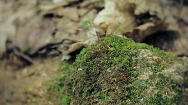 Fuß Schritte von Wanderern Wandern im Freien. Fuß auf felsigem Terrain — Stockvideo