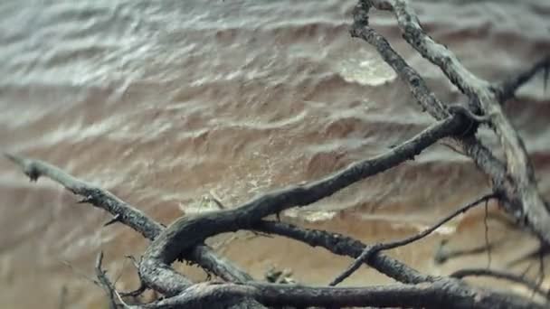 Una rama del pueblo colgando sobre el océano en un día nublado — Vídeos de Stock