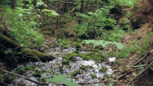 Wodospad zielony las strumień rzeki krajobraz — Wideo stockowe