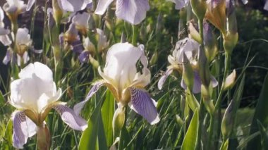 Nemophila. Ormanın içinde mavi çiçekler bahar