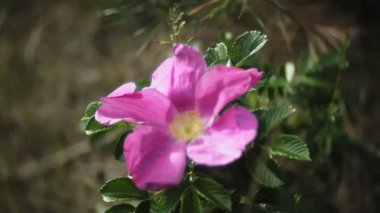 Nemophila. Ormanda pembe çiçekler bahar