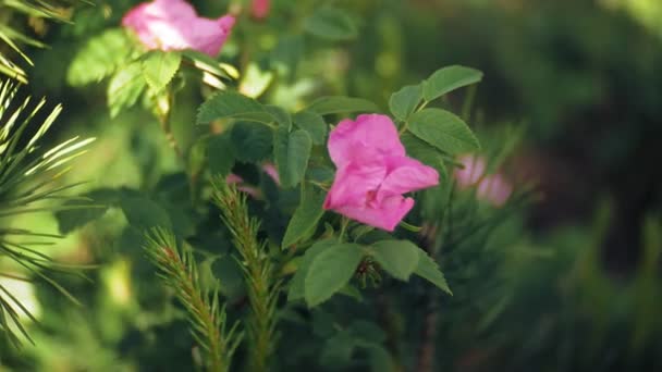Nemophila. Tavaszi rózsaszín virágok az erdő — Stock videók