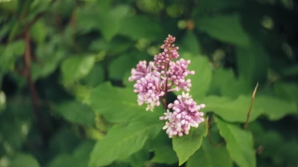 Nemophila. Tavaszi rózsaszín virágok az erdő — Stock videók