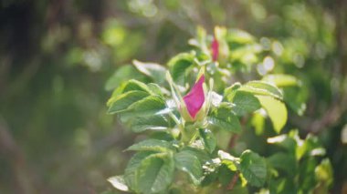 Nemophila. Ormanda pembe çiçekler bahar