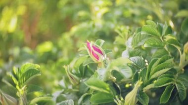 Nemophila. Ormanda pembe çiçekler bahar