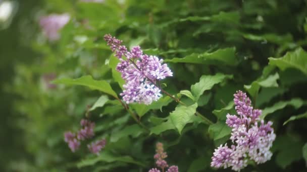 Nemophila. Tavaszi rózsaszín virágok az erdő — Stock videók