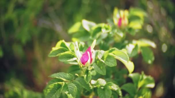 Nemophila. Lente roze bloemen in het bos — Stockvideo