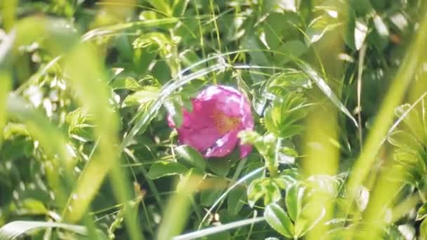 Nemophila. Lente roze bloemen in het bos — Stockvideo