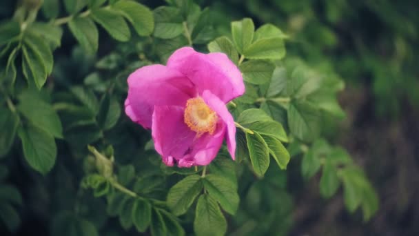 Nemophila. Primavera flores cor de rosa na floresta — Vídeo de Stock