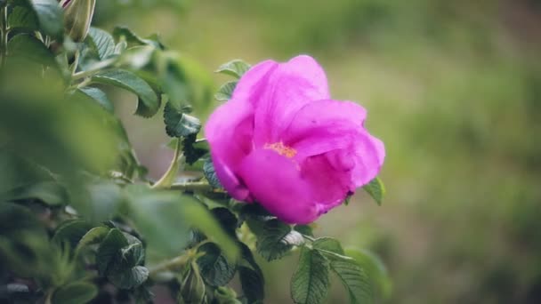 Nemophila. Lente roze bloemen in het bos — Stockvideo