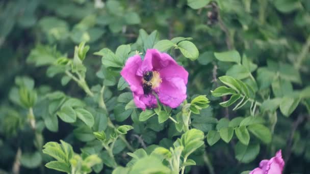 Nemophila. Flores rosadas de primavera en el bosque — Vídeos de Stock
