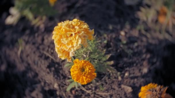 Nemophila. Lente gele bloemen in het bos — Stockvideo