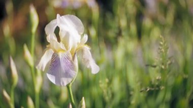 Nemophila. Ormanın içinde mavi çiçekler bahar
