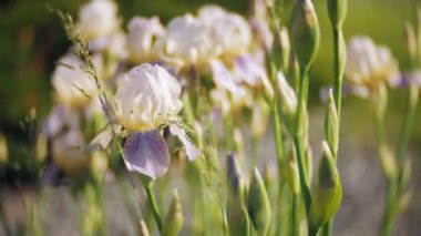 Nemophila. Ormanın içinde mavi çiçekler bahar