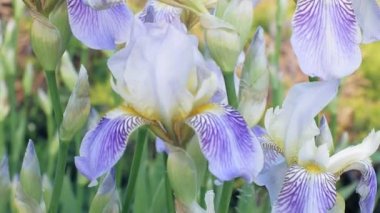 Nemophila. Ormanın içinde mavi çiçekler bahar