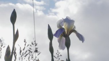 Nemophila. Ormanın içinde mavi çiçekler bahar